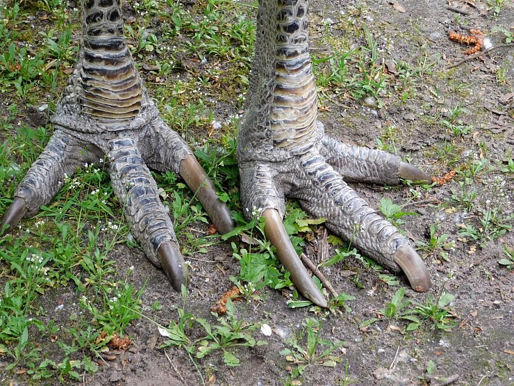 Die Krallen von Kasuaren sind scharf wie ein Dolch. (Archivbild) - © picture alliance / Lilith Schardt/dpa
