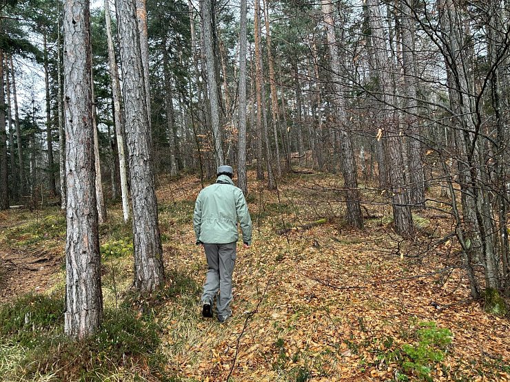 Die im Trentino lebenden Bären sind dort stark umstritten. (Archivbild) - © Robert Messer/dpa