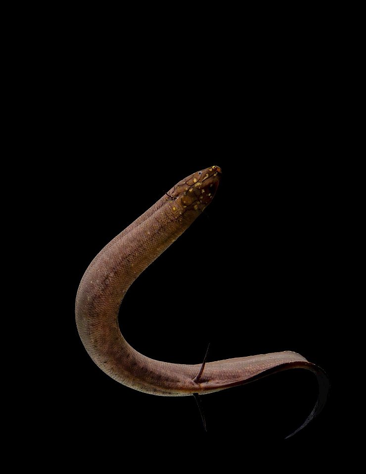 Kein anderes bekanntes Tier auf der Erde hat ein so großes nachgewiesenes Genom wie der Südamerikanische Lungenfisch. - © Katherine Seghers/Louisiana State University/dpa