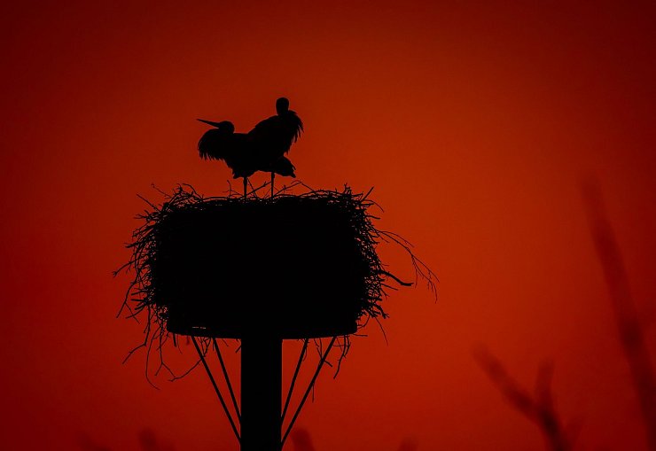 Störche stehen im Licht der untergehenden Sonne. - © Jens Büttner/dpa