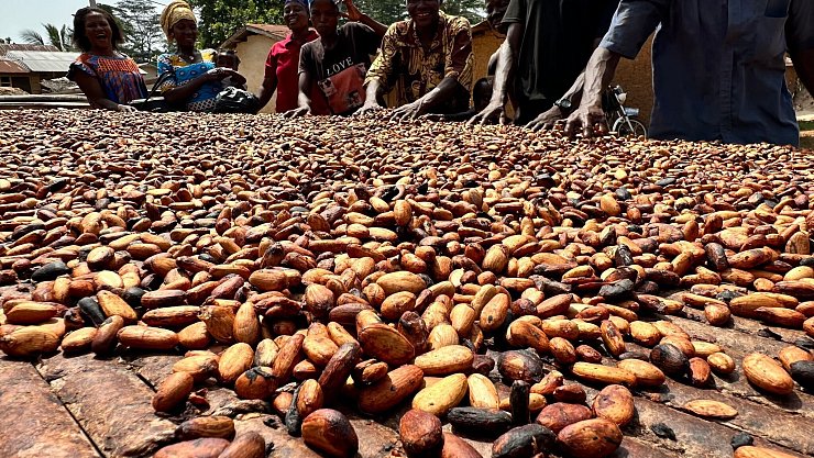 Der Kakaoanbau ist Experten zufolge besonders anfällig für extreme Wetterschwankungen. (Archivbild) - © Christina Peters/dpa