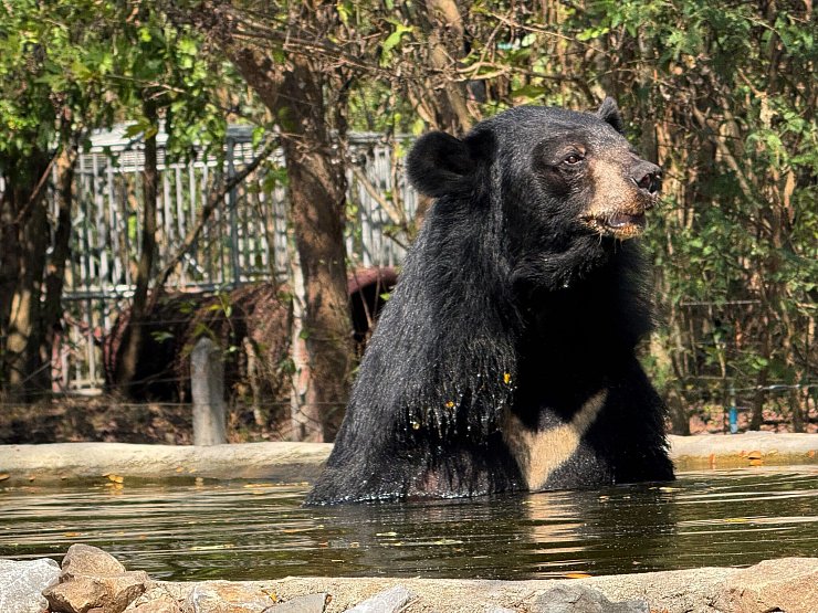 Auch Amputationen verletzter Körperteile gehören zum Alltag der Wildtierklinik - wie bei diesem Sonnenbären. - © Carola Frentzen/dpa