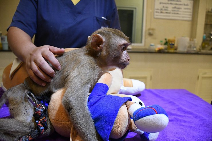 Ein geretteter Affe wird in der Klinik betreut. - © WFFT/dpa