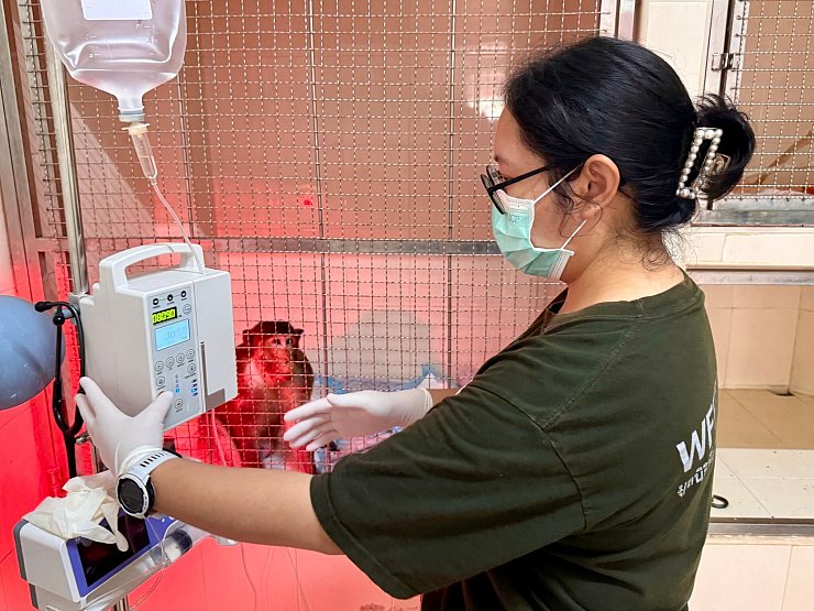 Die WFFT-Veterinärin Dr. Kwan checkt die Vitalwerte eines verletzten Affen - das gehört zu ihrer täglichen Arbeit. - © Carola Frentzen/dpa