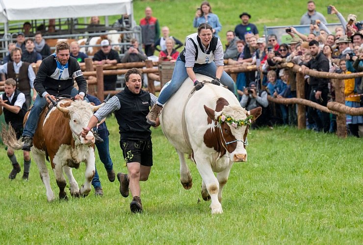 Los gehts im Rindergalopp: Die Ochsen Simmerl (l) und Ferdinand (r) mit ihren Reitern Leonhard Wagner (l) und Vroni Stürzer (r) beim 1. Hadorfer Ochsenrennen. - © Peter Kneffel/dpa