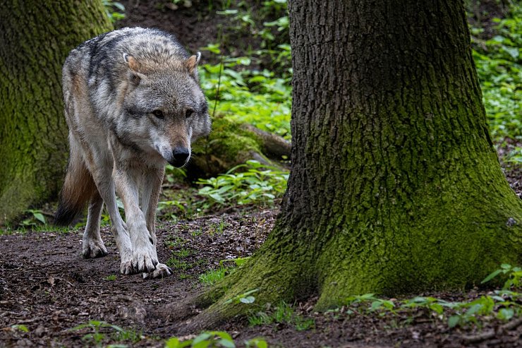 Die Wolfspopulation in NRW ist auf nun vier Rudel gewachsen. (Archivbild) - © Sina Schuldt/dpa