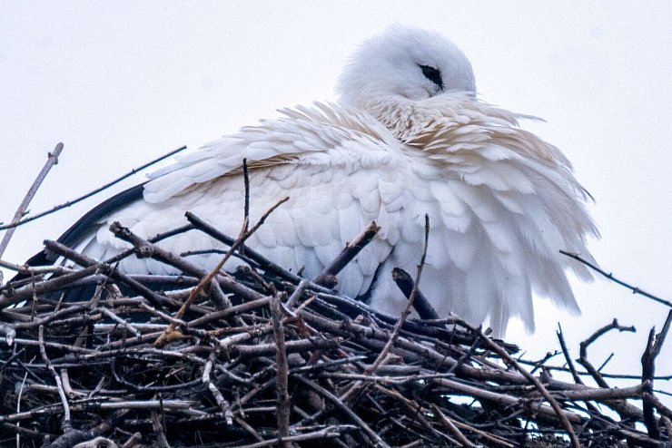 Trotz früher Rückkehr startet die Brutsaison erst ab Anfang März. - © Pia Bayer/dpa