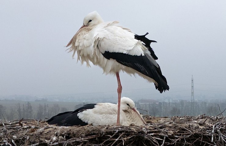 Dass Störche in Hessen überwintern, ist den Nabu-Fachleuten bekannt. - © Boris Roessler/dpa