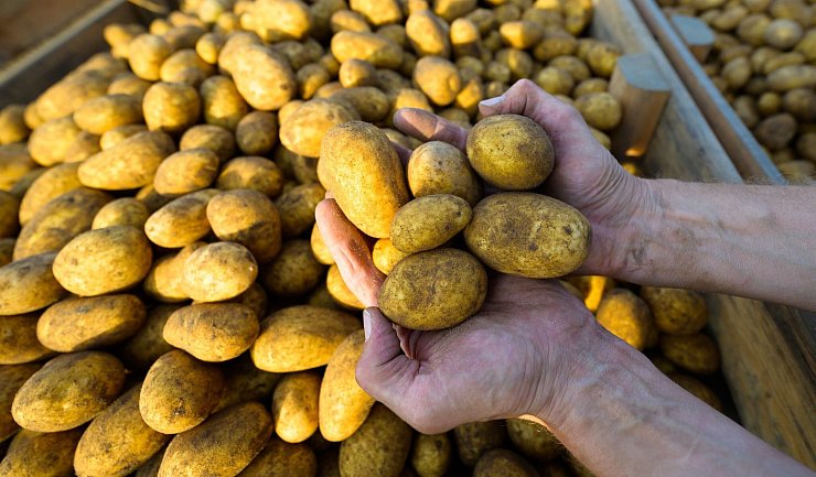 Werden sie mal Pommes, Püree oder Chips? Ein Landwirt hält frisch geerntete Kartoffeln der Sorte Lea in den Händen. (Foto: Archiv) - © Philipp Schulze/dpa