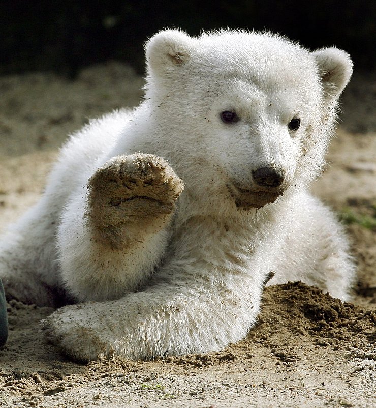 Eisbär Knut löste einen Hype aus (Archivbild). - © picture alliance / dpa