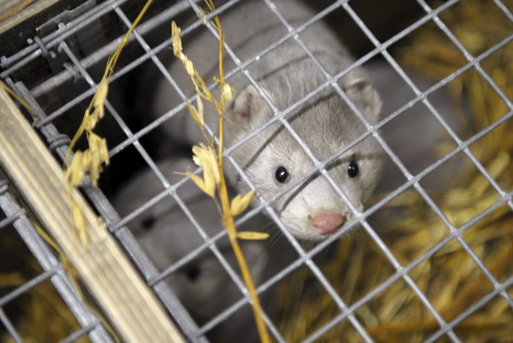 Auch Nerze können sich mit dem Vogelgrippevirus infizerien. - © Milla Takala/Lehtikuva/dpa