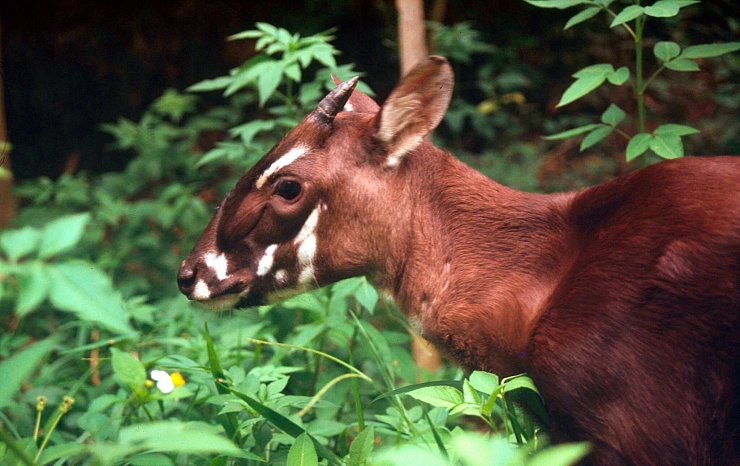 Die seltenen Saolas wurden erst 1992 entdeckt. (Archivbild) - © David Huls/WWF World Wide Fund For Nature/dpa