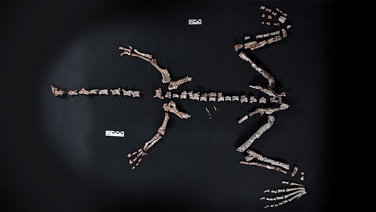 Knochen des Dinosauriers Huayracursor jaguensis - © ---/CONICET Argentina/dpa
