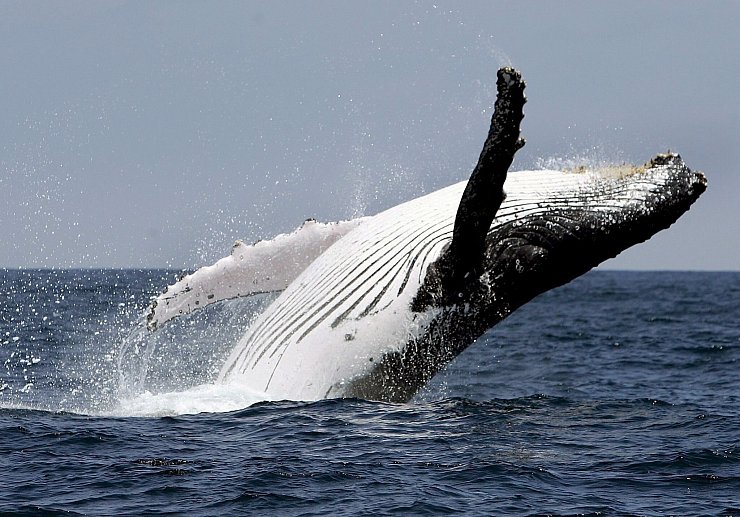 Buckelwale leben in allen Ozeanen der Welt. Normalerweise interessieren sie sich für Krill und Fische, nicht für Kajakfahrer. - © Jose Jacome/epa efe/dpa