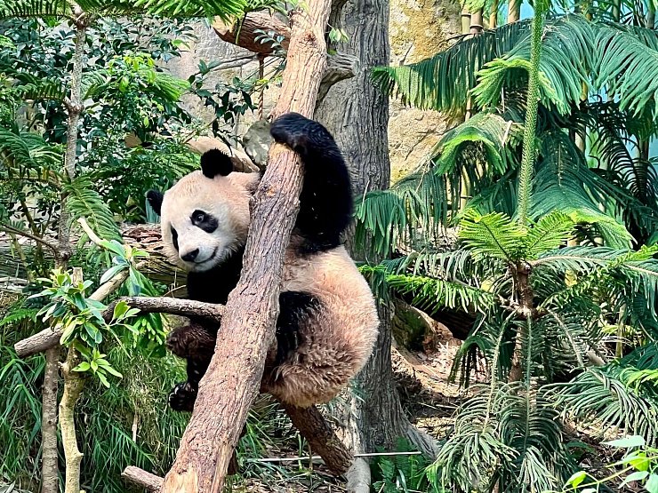 Der Panda «Le Le» muss zurück nach China fliegen. - © Carola Frentzen/dpa