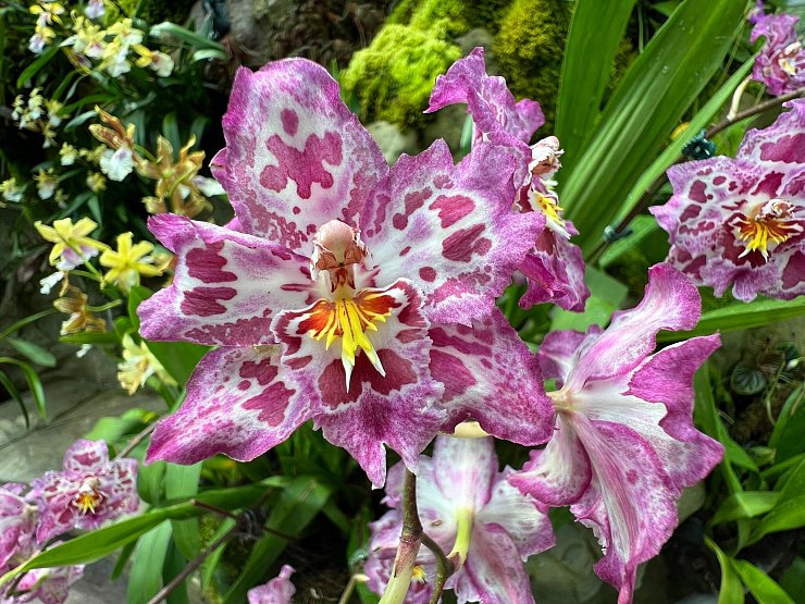 Singapur benennt einige seiner Orchideen nach berühmten Politikern. - © Carola Frentzen/dpa