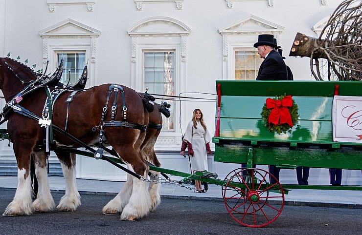 Der Weihnachtsbaum kommt im Weißen Haus an. - © Julia Demaree Nikhinson/AP/dpa