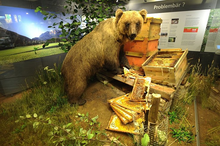 Braunbär Bruno bleibt der Nachwelt ausgestopft als Honigdieb erhalten. (Archivfoto) - © Peter Kneffel/dpa