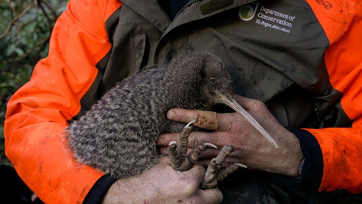 Kiwis sind flugunfähige Laufvögel und das Nationalsymbol Neuseelands. - © Lucy Holyoake/Department of Conservation/dpa