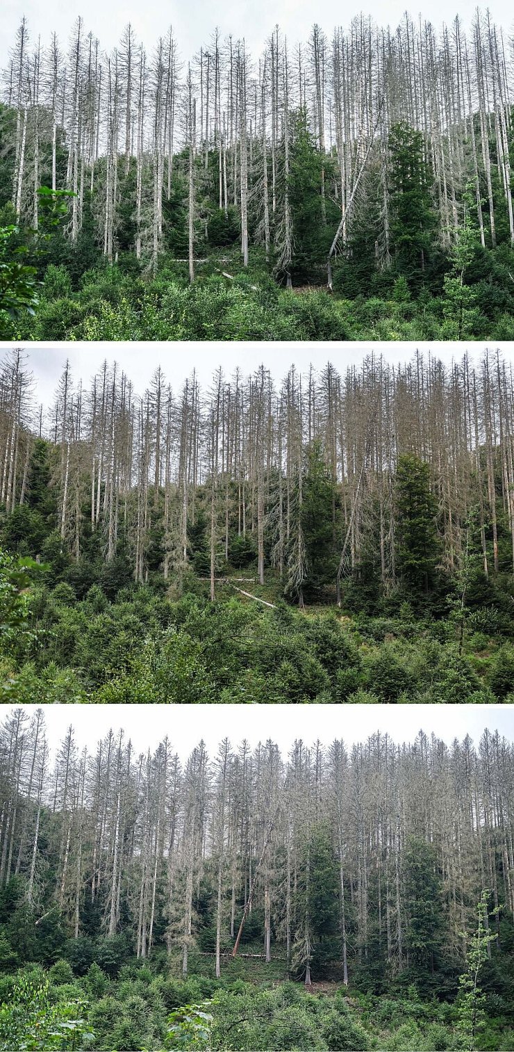 Die Bilder aus der Eifel von 2023 bis 2025 zeigen: Bäume wachsen langsam. Die widerstandsfähigeren Buchen sollen die abgestorbenen Fichten im Laufe der Zeit verdrängen. - © Oliver Berg/dpa
