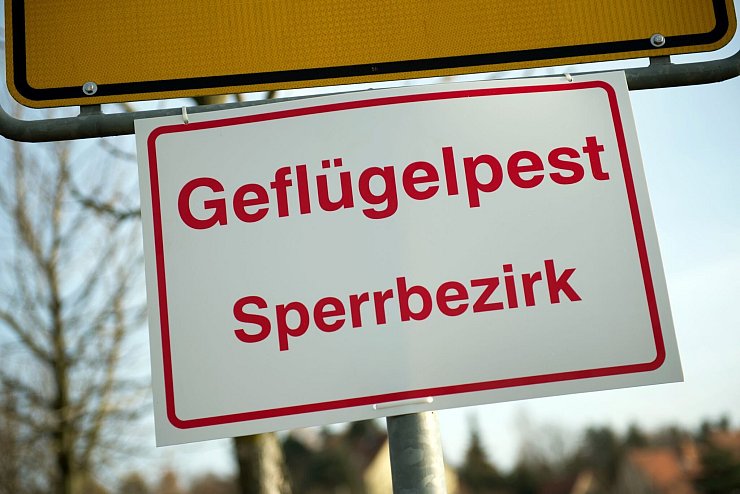 Geflügelpest im Kreis Kleve am Niederrhein - hier gilt ab Samstag eine Schutz- und Überwachungszone (Archivbild) - © Arno Burgi/dpa-Zentralbild/dpa