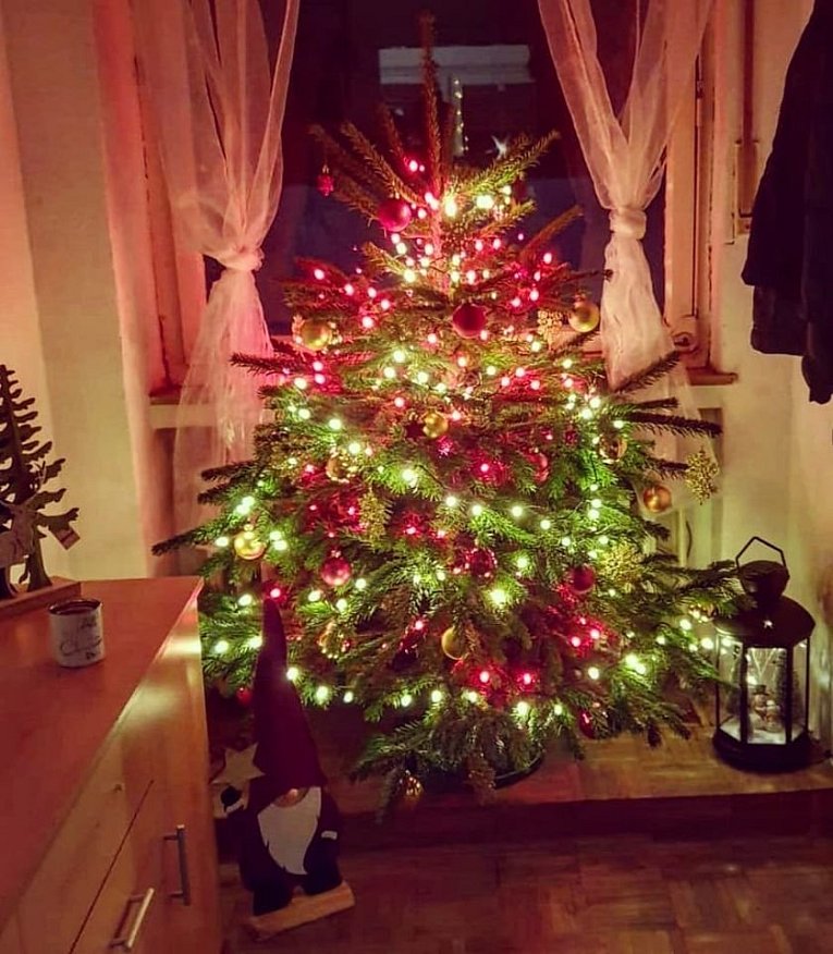 Weihnachtsbäume in Lippe