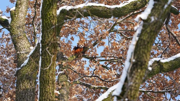 Mit Weitblick: Panda Barney sitzt hoch oben im Baum. - © Feuerwehr Köln/dpa