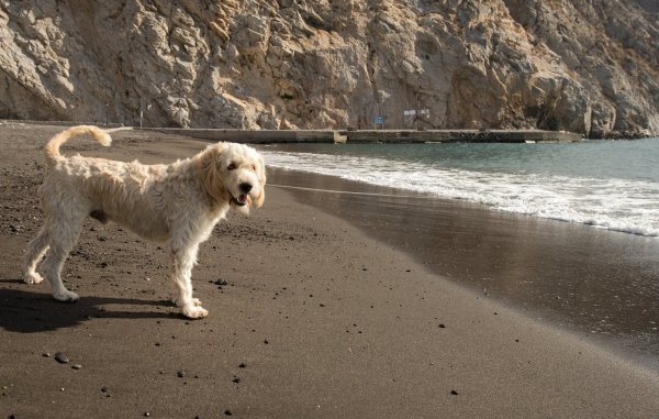 Urlaub mit dem Hund - © Foto: Andrea Warnecke