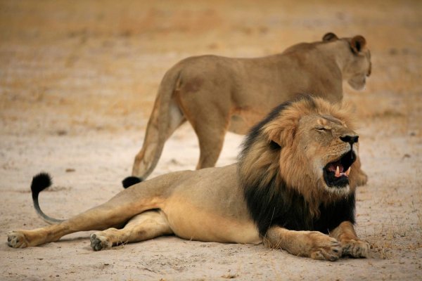 Löwe Cecil - © Foto: Zimbabwe Parks And Wildlife