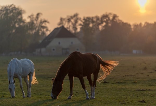 Pferde im Sonnenuntergang - © Foto: Patrick Seeger