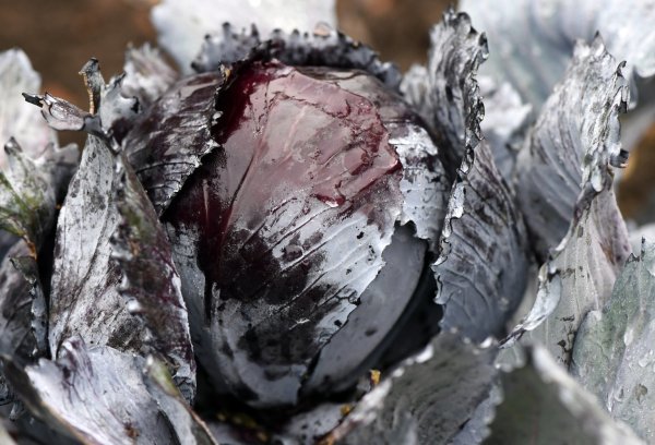 Rotkohl - © Foto: Andrea Warnecke
