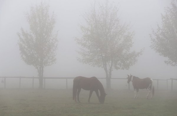 Pferde im Nebel - © Foto: Karl-Josef Hildenbrand