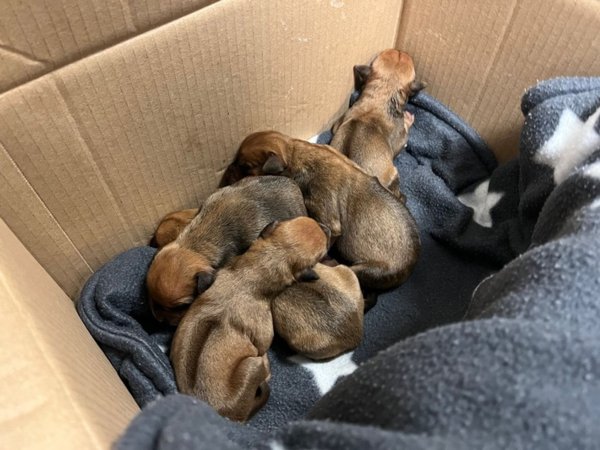 Fünf frisch geborene Hundewelpen der Rasse Rhodesian Ridgeback liegen in einem Karton. - © -/Polizei Hagen/dpa