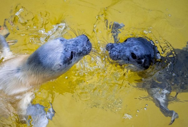 Die Kegelrobbenweibchen Hätti (l) und Toni in der Seehundstation Friedrichskoog. - © Daniel Bockwoldt/dpa