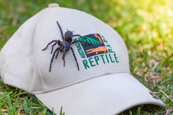 Die auf den Namen Herkules getaufte Spinne ist von Beinspitze zu Beinspitze 7,9 Zentimeter lang. - © Caitlin Vine/Australian Reptile Park/AP/dpa