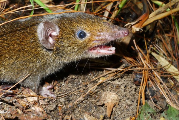 Der Kleine Rattenigel hat weiches Fell und scharfe Reißzähne. - © Alexei V. Abramov/WWF/dpa