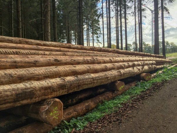 Entrindete Fichten als Maßnahme gegen die Verbreitung des Borkenkäfers. - © Landesverband Lippe