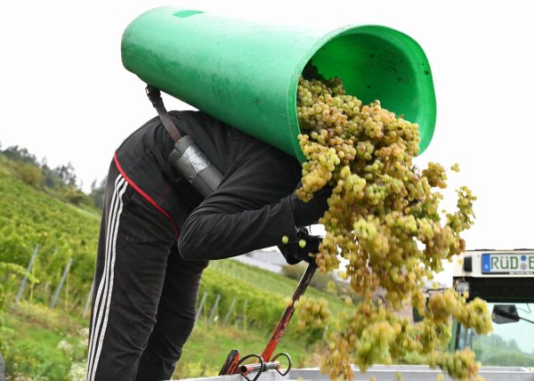 Von Baden bis zum Rheingau ist die Weinlese schon beendet. - © Arne Dedert/dpa