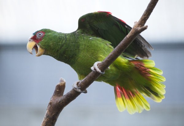 Amazonenpapagei - © Foto: Andrea Warnecke