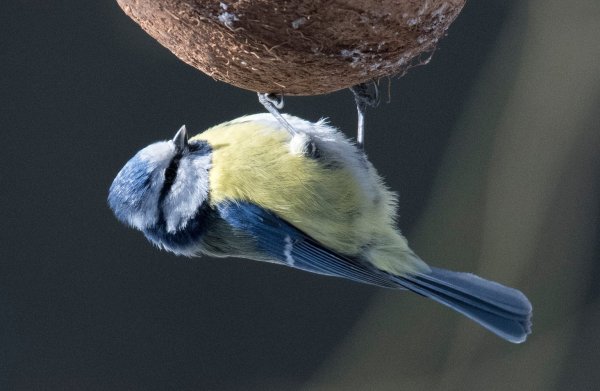 Blaumeise - © Foto: Boris Roessler