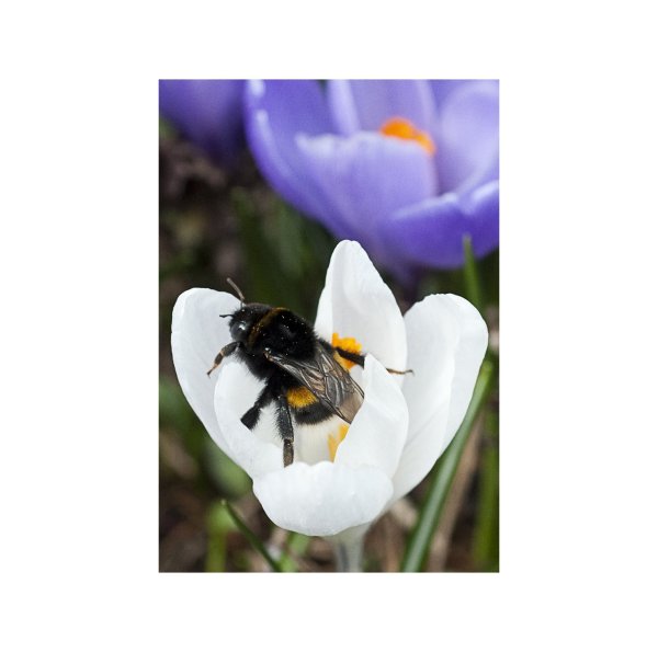 Hummel auf einer Pflanze - © Foto: Franziska Gabbert