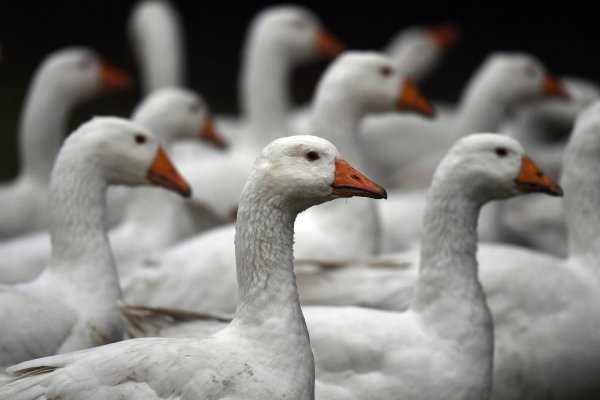 Im Stall: Gänse und anderes Geflügel müssen Halter in NRW aufstallen, weil sich die Vogelgrippe immer weiter ausbreitet. - © dpa