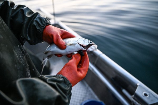Der Bodensee-Fisch schlechthin: Felchen - © Felix Kästle/dpa