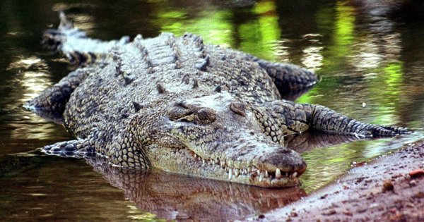 Salwasserkrokodile gelten als extrem aggressiv und gefährlich. - © epa/dpa