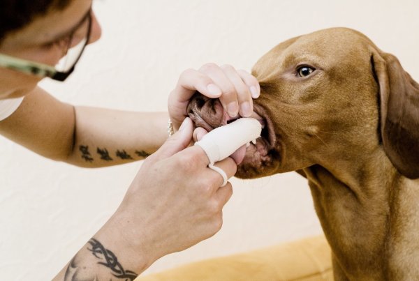 Für gesunde Beißerchen: Zähneputzen bei Hunden - © Foto: Monique Wüstenhagen