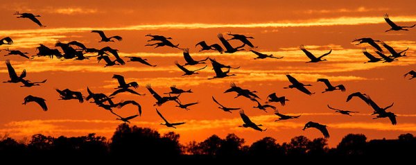 ARCHIV - Kraniche (Grus grus) fliegen am 19.10.2014 im letzten Tageslicht der untergehenden Sonne über das Oderbruch nahe Reitwein im Landkreis Märkisch-Oderland (Brandenburg). - © Symbolfoto: dpa