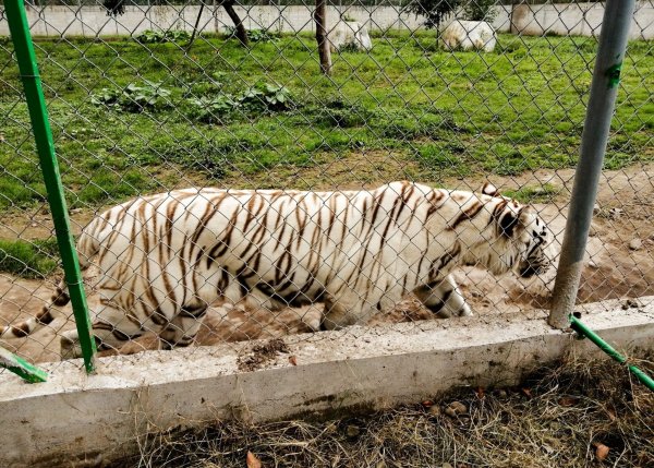 Nach Angaben der Behörden wiegte der entlaufene Tiger rund 130 Kilogramm. - © -/mexikanische Umweltbehörde/dpa
