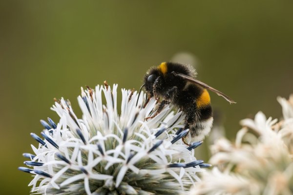Zehn Prozent der Wildbienen sind in Europa bedroht (Archivbild) - © Silas Stein/dpa