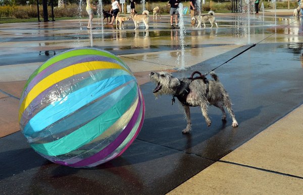 Ein Ball ist für etliche Hunde ein höchst verführerisches Objekt. (Archivbild) - © Don Campbell/The Herald-Palladium/AP/dpa