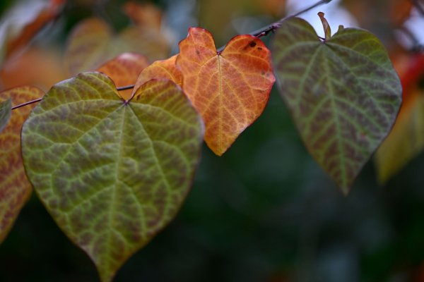 Das Herbstwetter in NRW bleibt in den nächsten Tagen trübe. - © Roberto Pfeil/dpa
